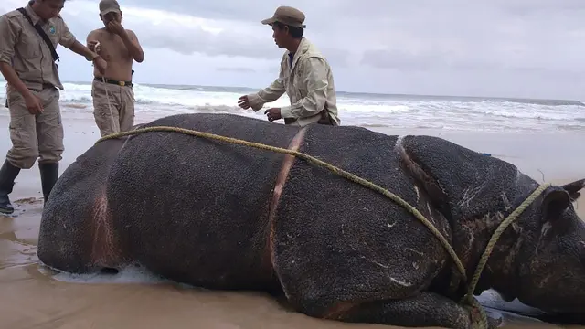 MEGABERITA - 6 Badak Jawa Ujung Kulon Tewas Ditembak Pemburu Liar